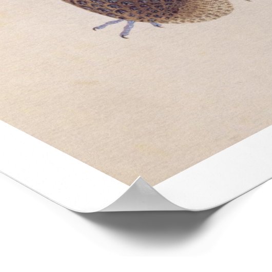 Vintage Abbildung: Fasant Poster (Ecke)