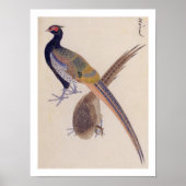 Vintage Abbildung: Fasant Poster (Vorne)