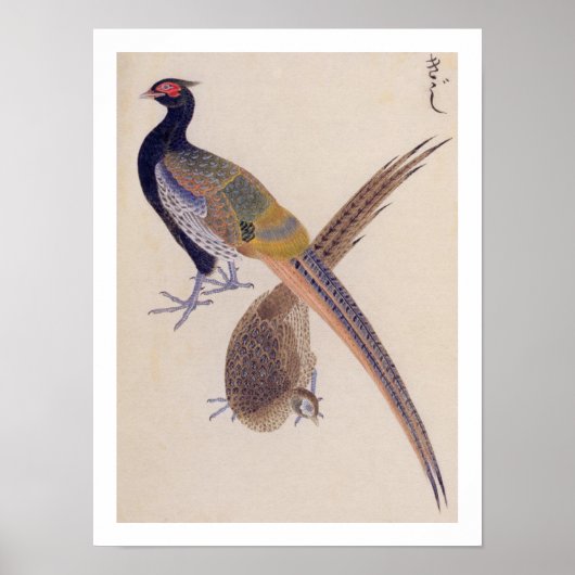 Vintage Abbildung: Fasant Poster (Vorne)