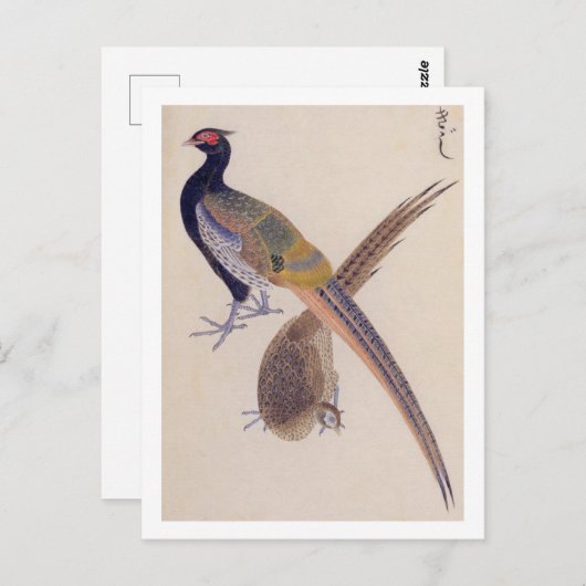 Vintage Abbildung: Fasant Postkarte (Vorne/Hinten)