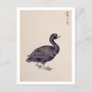 Vintage Abbildung: Gemeinsames Scoter Postkarte