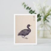 Vintage Abbildung: Gemeinsames Scoter Postkarte (Stehend Vorderseite)