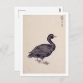 Vintage Abbildung: Gemeinsames Scoter Postkarte (Vorne/Hinten)