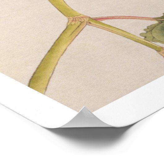 Vintage Abbildung: Kingfisher Poster (Ecke)