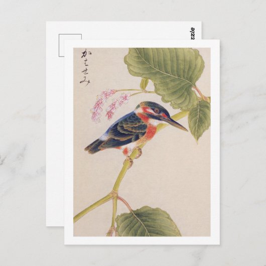 Vintage Abbildung: Kingfisher Postkarte (Vorne/Hinten)