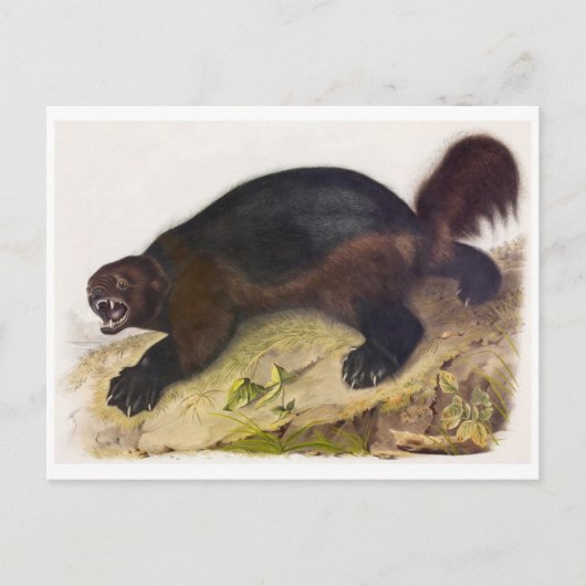 Vintage Abbildung Postcard Postkarte (Vorderseite)