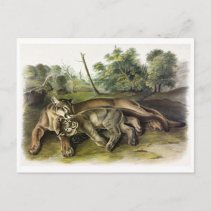 Vintage Abbildung Postcard Postkarte