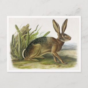Vintage Abbildung Postcard Postkarte