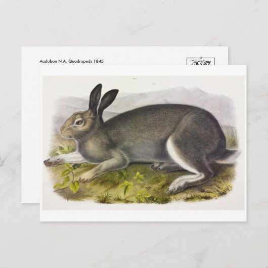 Vintage Abbildung Postcard Postkarte (Vorne/Hinten)