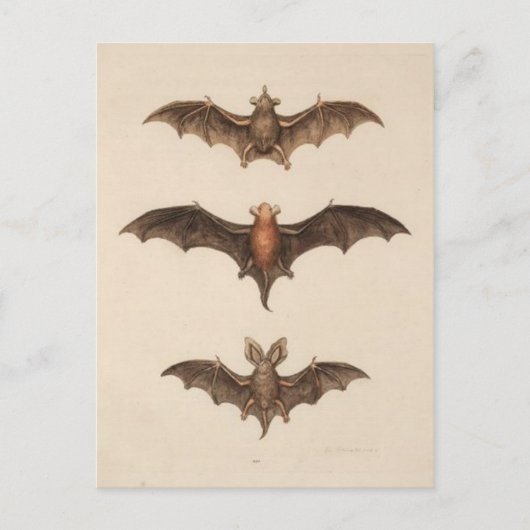 Vintage Abbildung Postcard Postkarte (Vorderseite)