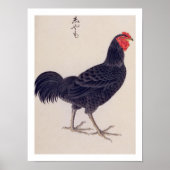 Vintage Abbildung: Shamo-Hühner Poster (Vorne)