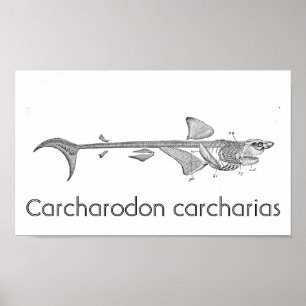 Vintage Abbildung - Skelett von Weißhais Poster