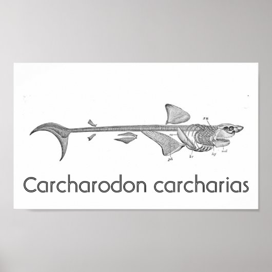 Vintage Abbildung - Skelett von Weißhais Poster (Vorne)