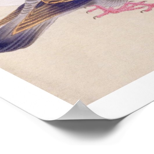 Vintage Abbildung: Taube Poster (Ecke)