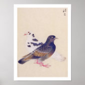 Vintage Abbildung: Taube Poster (Vorne)