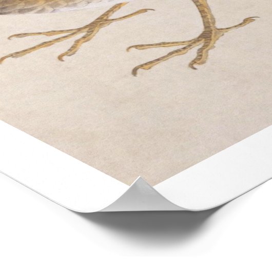 Vintage Abbildung: Thrush Poster (Ecke)