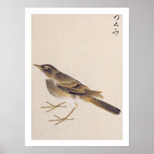 Vintage Abbildung: Thrush Poster (Vorne)