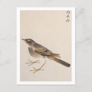Vintage Abbildung: Thrush Postkarte