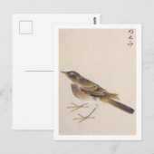 Vintage Abbildung: Thrush Postkarte (Vorne/Hinten)