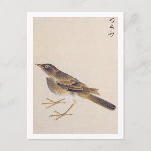 Vintage Abbildung: Thrush Postkarte (Vorderseite)