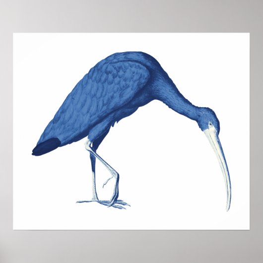 Vintage Abbildung von Blue Ibis Poster (Vorne)