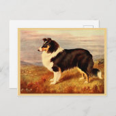 Vintage Abbildung von Collie dog Postkarte (Vorne/Hinten)
