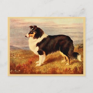 Vintage Abbildung von Collie dog Postkarte