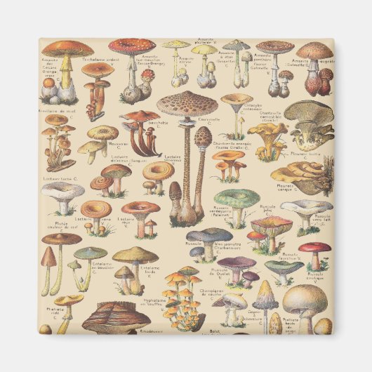 Vintage Abbildung von Pilzen Magnet (Vorne)