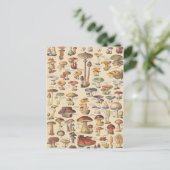 Vintage Abbildung von Pilzen Postkarte (Stehend Vorderseite)