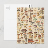 Vintage Abbildung von Pilzen Postkarte (Vorne/Hinten)