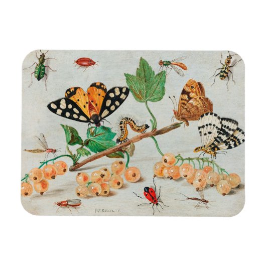 Vintage Abbildung von Schmetterlingen auf Beeren Magnet (Horizontal)