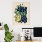 Vintage Abbildung von Trauben Poster (Heimbüro)