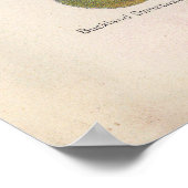 Vintage Abbildung von Trauben Poster (Ecke)