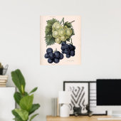 Vintage Abbildung von Trauben Poster (Heimbüro)