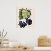 Vintage Abbildung von Trauben Poster (Küche)