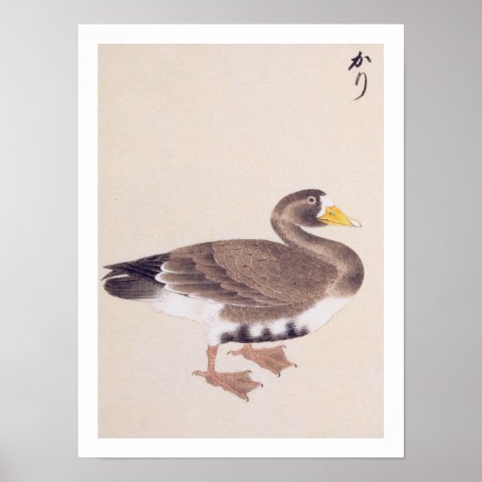 Vintage Abbildung: Wilde Gans Poster (Vorne)