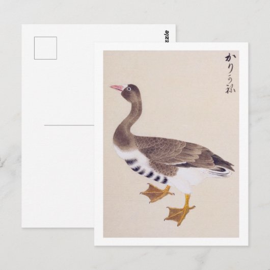 Vintage Abbildung: Wilde Gans Postkarte (Vorne/Hinten)