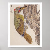 Vintage Abbildung: Woodpecker Poster (Vorne)