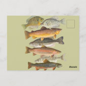 Vintage Abbildungen von Süßwasserfischen Postkarte (Rückseite)