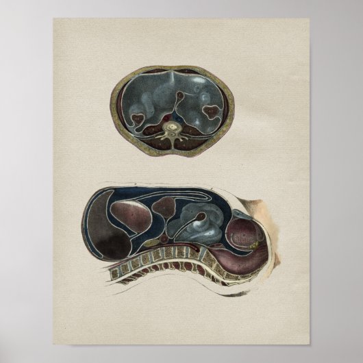 Vintage Abdominalanatomie Poster (Vorne)