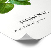 Vintage Acacia Illustration Poster (Ecke)