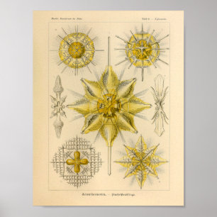 Vintage Acanthometra Farbe Ernst Haeckel Druck Poster