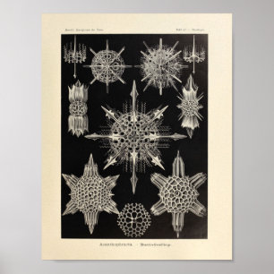 Vintage Acanthophracta Farbe Ernst Haeckel Druck Poster