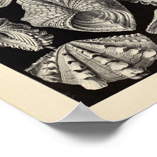 Vintage Acephala Ernst Haeckel Kunstdruckerei Poster (Ecke)