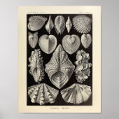 Vintage Acephala Ernst Haeckel Kunstdruckerei Poster (Vorne)
