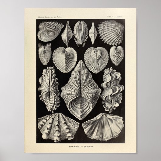Vintage Acephala Ernst Haeckel Kunstdruckerei Poster (Vorne)