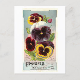 Vintage Ad for Ferry & Co Pansy Seeds Postkarte
