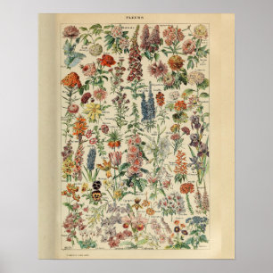 Vintage Adolphe Millot Druck Blumen Poster
