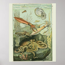 Vintage Adolphe Millot Druck mollusken Muster