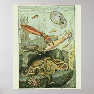 Vintage Adolphe Millot Druck mollusken Muster Poster